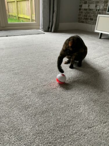 MyCat™ Interactive Cat Toys Ball photo review