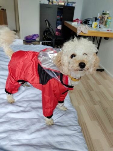 RooDry™ Waterproof Dog Raincoat photo review