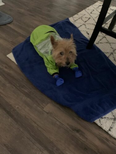 RooDry™ Waterproof Dog Raincoat photo review