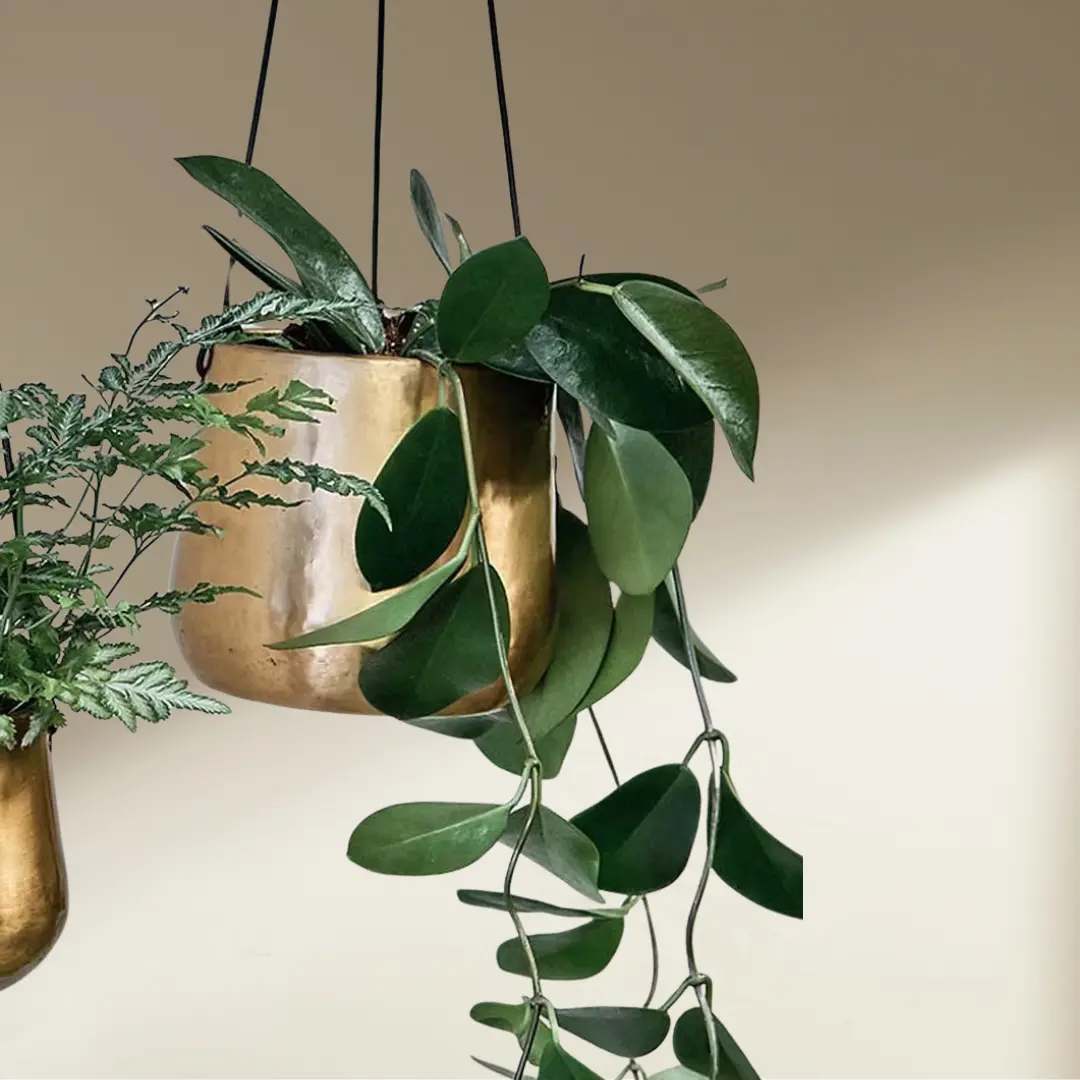 Brass hanging planter in home interior setting